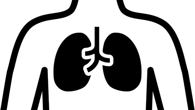 肺　イラスト