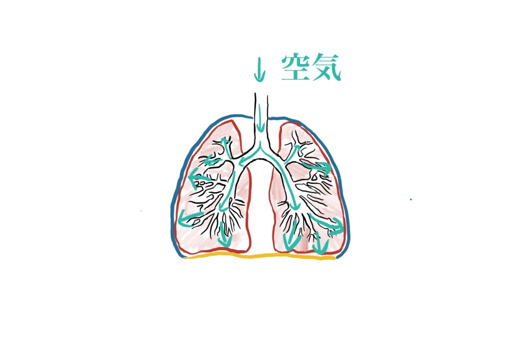 肺　人工呼吸　呼気