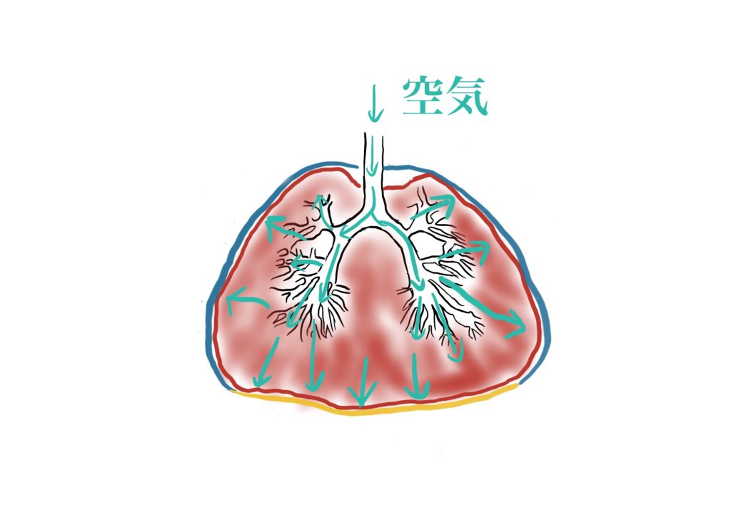 肺　人工呼吸　吸気
