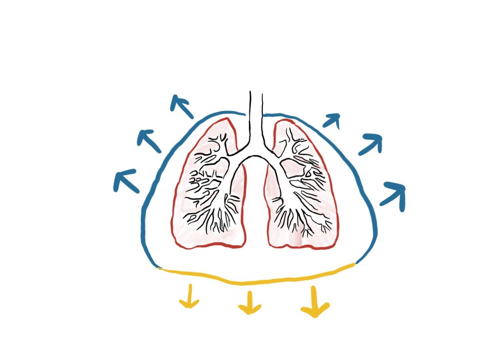 肺　自発呼吸　吸気１