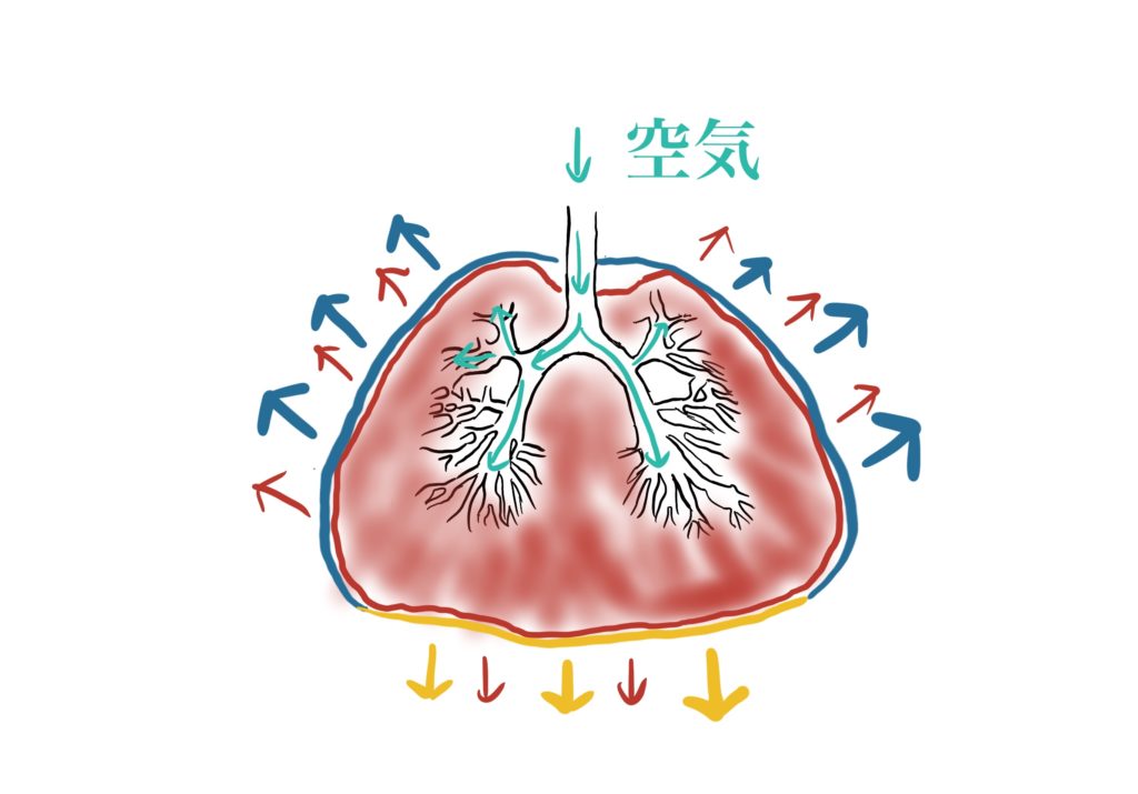 肺　自発呼吸　吸気２