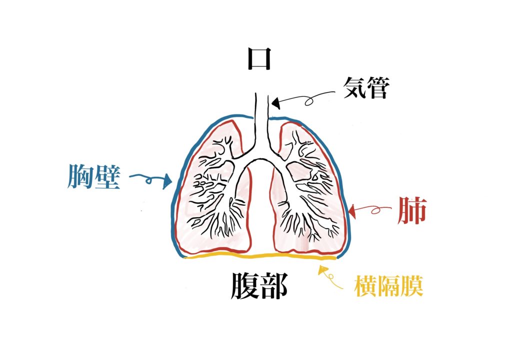 肺　自発呼吸　呼気